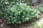 Catharanthus roseus   - 