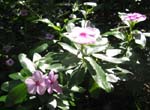 Catharanthus roseus   - 