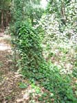 Chondrodendron tomentosum   - 