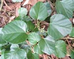 Chondrodendron tomentosum   - 