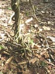 Chondrodendron tomentosum   - 