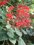 Beautiful Plants of the NTBG