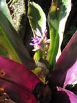 Beautiful Plants of the NTBG