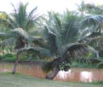 Cocos nucifera   - Dwarf coconut, full view