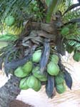 Cocos nucifera   - 