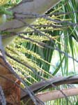 Cocos nucifera   - 