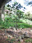 Coffea mauritiana   - Habit