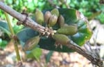 Coffea mauritiana   - Fruiting branch, immature fruits