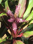 Cordyline fruiticosa   - Colored leaf form, in flower