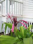 Crinum augustum   - Queen Emma lily in front of her house
