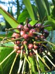 Crinum pedunculatum   - Mature and immature fruit, purple flower form