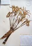 Crinum pedunculatum   - 