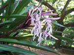 Crinum pedunculatum   - form with purple flowers
