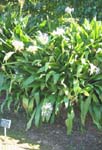 Crinum pedunculatum   - Habit, form with white flowers
