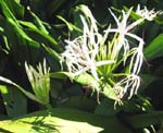 Crinum pedunculatum   - Form with white flowers