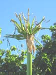 Crinum pedunculatum   - Immature fruit, white flower form
