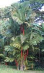 Cyrtostachys renda   - 
