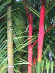 Cyrtostachys renda   - 