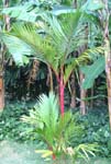 Cyrtostachys renda   - Sealing wax palm, young tree