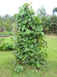 Dioscorea bulbifera   - 