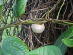 Dioscorea bulbifera   - 