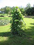Dioscorea bulbifera   - 