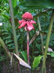 Etlingera elatior   - Inflorescence and pseudostems