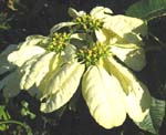 Euphorbia pulcherrima   - 