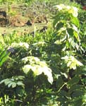 Euphorbia pulcherrima   - 