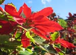 Euphorbia pulcherrima   - 