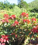 Euphorbia pulcherrima   - 