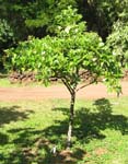 Fagraea berteroana   - Habit, young tree