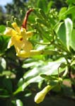 Fagraea berteroana   - Inflorescence with buds and flowers