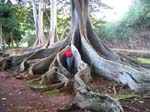 Ficus macrophylla   - Moreton Bay Fig with Senior Horticulturist Maureen Murphy demonstrating the size of the roots