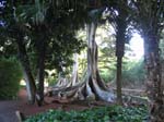 Ficus macrophylla   - 