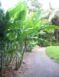 Heliconia caribaea   - 