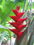 Heliconia caribaea   - Red flowering