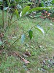 Heliconia hirsuta  'Burle Marx' - 