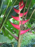 Heliconia orthotricha   - 