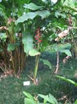 Heliconia orthotricha   - 