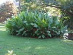 Heliconia stricta  'Firebird' - 