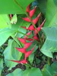Beautiful Plants of the NTBG