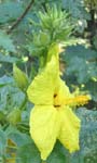 Hibiscus brackenridgei subsp. brackenridgei  - 