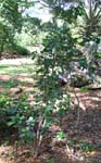 Hibiscus genevii   - 