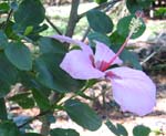 Hibiscus genevii   - 