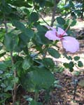 Hibiscus genevii   - 