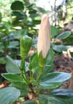 Hibiscus genevii   - 