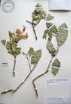 Hibiscus kokio subsp. saintjohnianus  - 