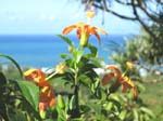 Hibiscus kokio subsp. saintjohnianus  - Orange flowering