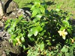 Hibiscus kokio subsp. saintjohnianus  - 